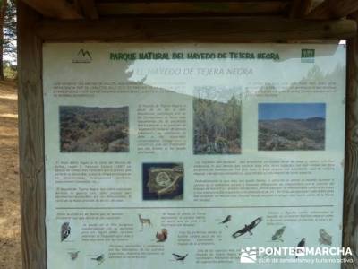 Paseo por el Hayedo de Tejera Negra - Senderismo Cantalojas, Guadalajara; tenerife senderismo